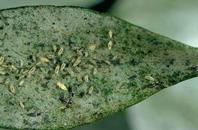 Greenhouse thrips leaf bleaching and feces