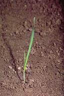 Seedling of foxtail barley, Hordeum jubatum.