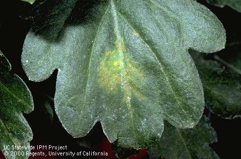 Foliage damage by impatiens necrotic spot virus.