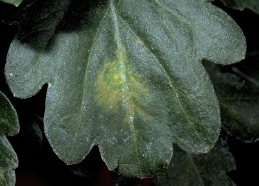 Chlorotic leaf blotch on Chrysanthemum leaf