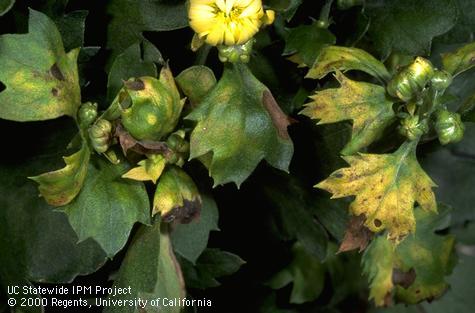 Foliage damage by impatiens necrotic spot virus.