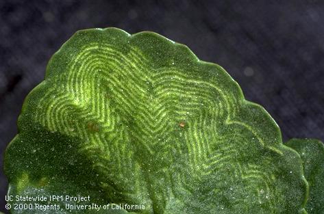 Foliage damage by impatiens necrotic spot virus.