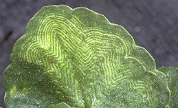 Chlorotic line pattern caused by impatiens necrotic spot virus