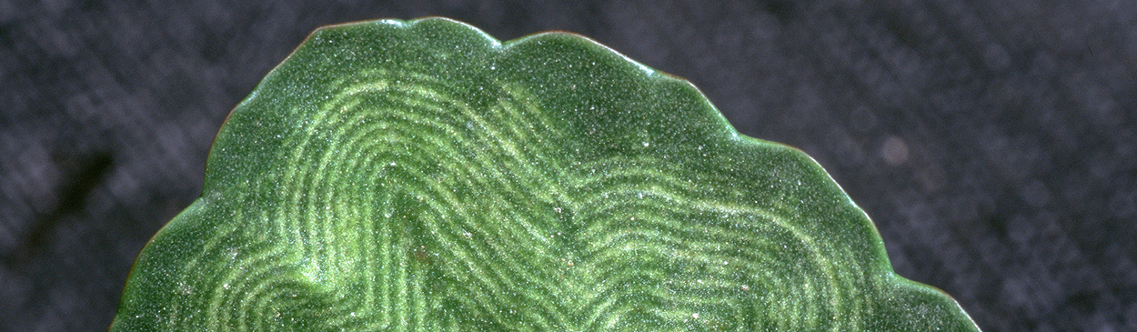 Kalanchoe leaf with chlorotic line patterns due to infection with Impatiens necrotic spot virus.
