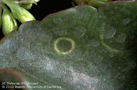 Foliage damage by impatiens necrotic spot virus.