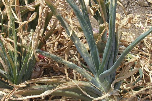 Pale lesions on the foliage of an onion plant infected with <I>Iris yellow spot virus.</I> .