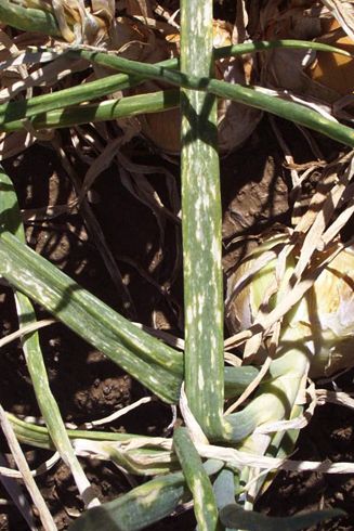 Pale, straw-colored lesions on onion leaves caused by <I>Iris yellow spot virus.</I> .