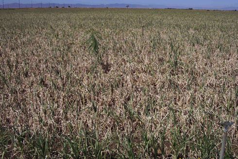 Onion field heavily infested with <I>Iris yellow spot virus.</I>  .