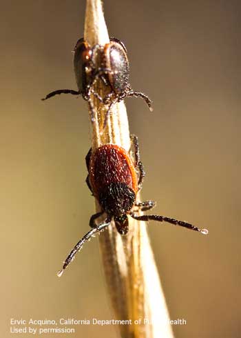 Adult males (top) and adult female (bottom) of the western blacklegged tick, <i>Ixodes pacificus.</i>.