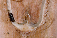 Ips bark beetle