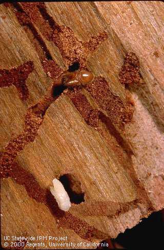 Adult and pupa of California fivespined ips exposed in larval galleries.