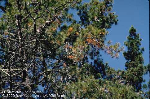 Dieback of pine branches caused by engraver beetles.