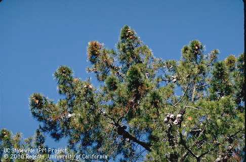 Dieback of pine branches caused by engraver beetles.