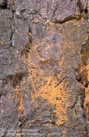 Engraver beetle entrance holes and yellow frass on Monterey pine.