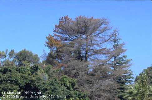 A Monterey pine killed by engraver beetles.