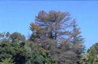 Monterey pine killed by engraver beetles.