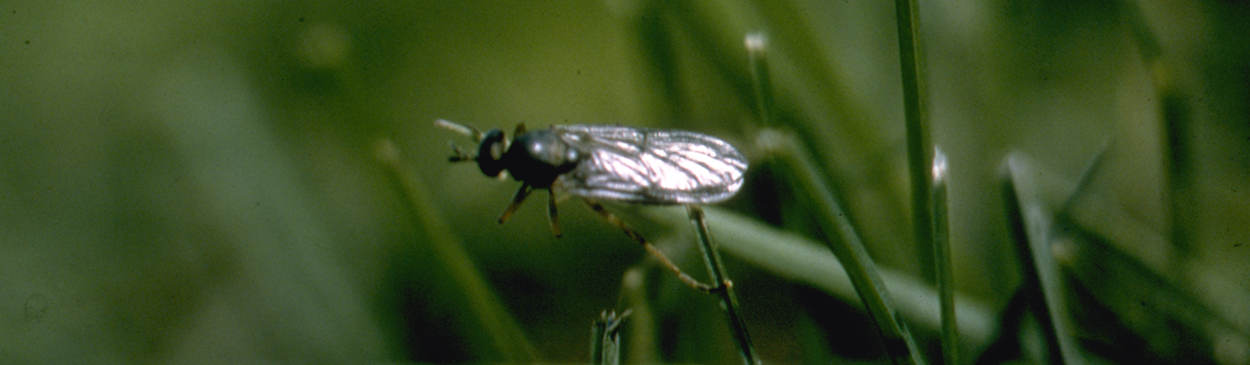 An adult Australian sod fly.