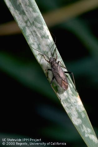 Adult black grass bug, <i>Irbisia</i> sp., and its leaf-bleaching feeding damage.