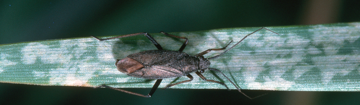 Adult black grass bug, Irbisia sp., and its leaf-bleaching feeding damage.