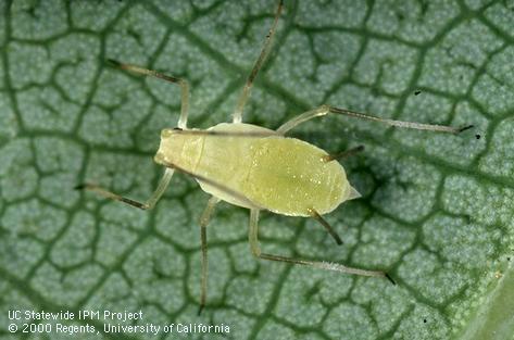 Adult tuliptree aphid.