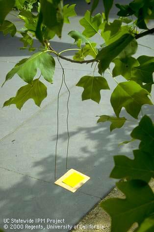 Monitoring tulip tree aphid honeydew with water sensitive paper.