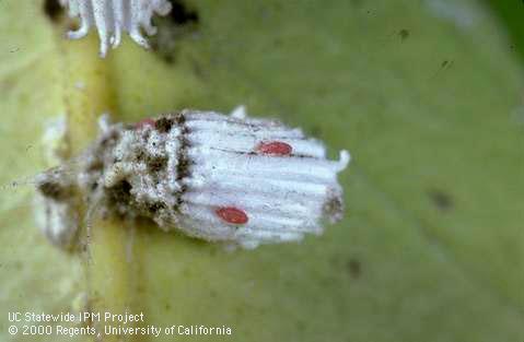 Adult, female cottony cushion scale, Icerya purchasi, with eggs of vedalia, Rodolia cardinalis, a lady beetle on the scale's fluted, white egg sac.