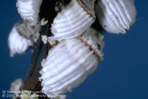 Mature, female cottony cushion scales, <i>Icerya purchasi,</i> with fluted, white egg sacs.