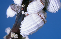 Females with white egg sacs