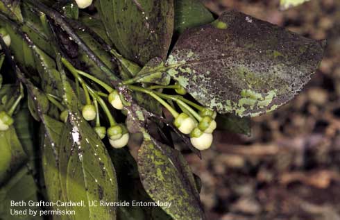 Sooty mold on citrus leaves infested with cottony cushion scale, <i>Icerya purchasi.</i> .