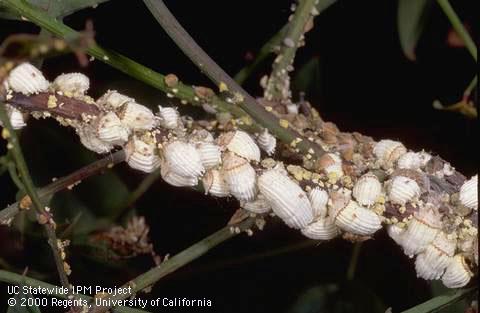 Cottony cushion scale colony.