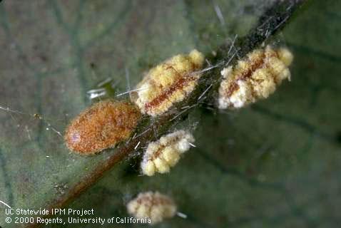 Cottony cushion scale, <i>Icerya purchasi,</i> second-instar nymphs.