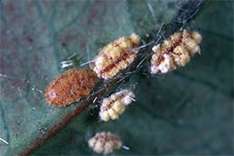 Second-instar nymphs