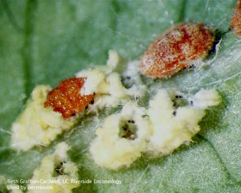 A molting cottony cushion scale nymph, <i>Icerya purchasi,</i> with cottony molting skin nearby.