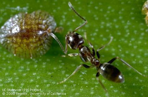 Worker (adult female) Argentine ant, <i>Linepithema humile</i>, tending a nymph of brown soft scale, <i>Coccus hesperidum</i>.