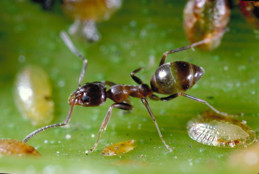 Adult Argentine ant, Linepithema humile, tending soft scales.