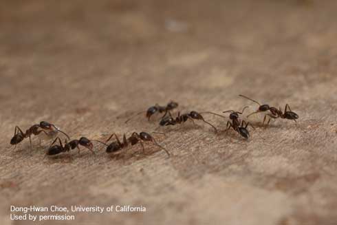 Argentine ant trail, <i>Linepithema humile</i>, on a pavement.