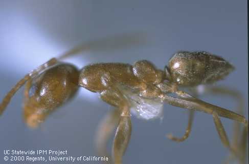 The Argentine ant has an uneven thorax and one node on the petiole.