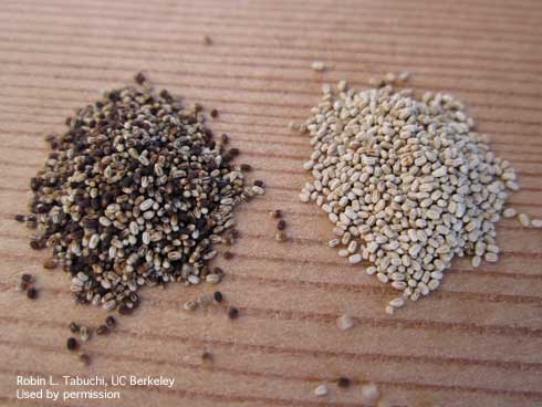 Fecal pellets left by drywood termites, <i>Incisitermes minor.</i>  The color can vary depending on the wood species fed on.