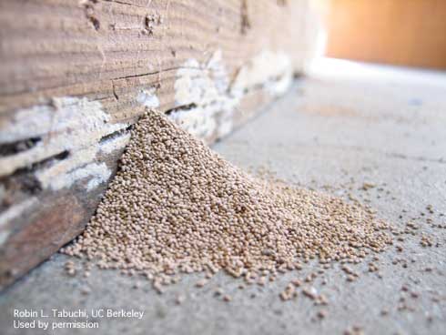 Fecal pellets left by drywood termites, <i>Incisitermes minor.</i>.