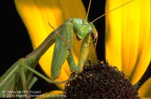 Adult Mediterranean mantis, Iris oratoria, on a Rudbeckia blossom. Credit: Jack Kelly Clark, UC IPM Program