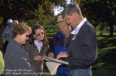 IPM Farm Advisor Carolyn Pickel (left) and Butte County Farm Advisor Bill Olson (center) discuss codling moth monitoring data with a walnut grower.