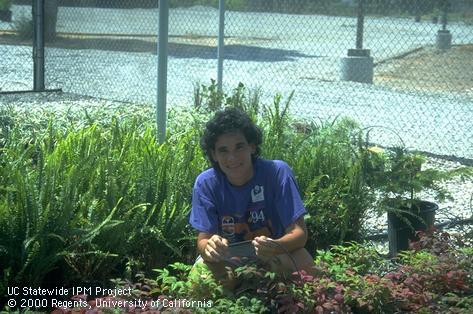 Cheryl Wilen checks a drip line in containerized plants.