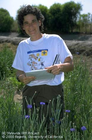 IPM Advisor Cheryl Wilen monitoring field-grown cornflowers.