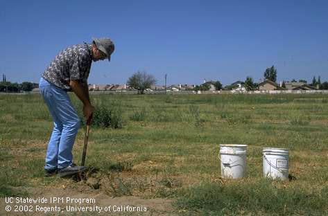 IPM Farm Advisor Jim Stapleton takes soil samples from an old vegetable field infested with weeds, root knot nematodes, and <I>Verticillium</I> for solarization tests.