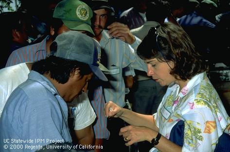 Lucia Varela at hands-on workshop for grape field workers.