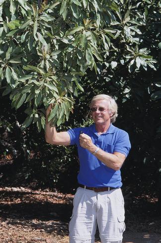 IPM Farm Advisor Phil Phillips inspecting avocado foliage for avocado thrips. 