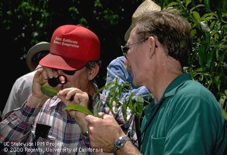 Walt Bentley talks to grower while looking at almond leaf with hand lens.