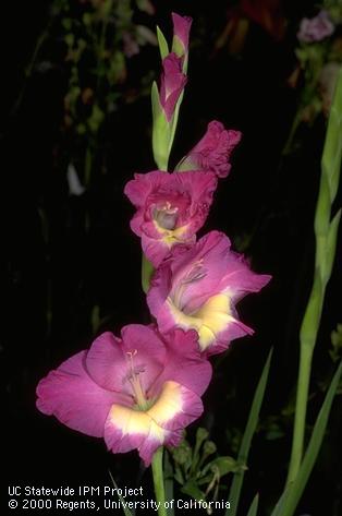 White and pink gladiolus blossoms beside an unopened green flower stalk.