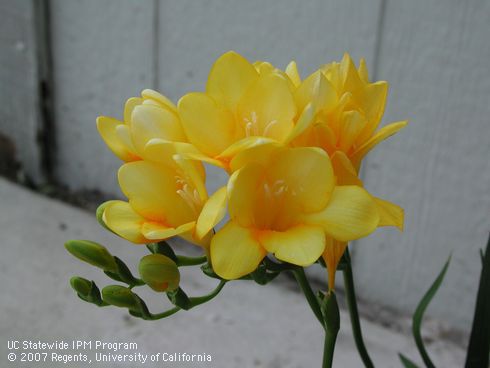 Yellow blossoms of Freesia, <I>Freesia x hybrida</I>.  