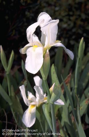 close-up side view of two white blossoms of Yemenese iris.